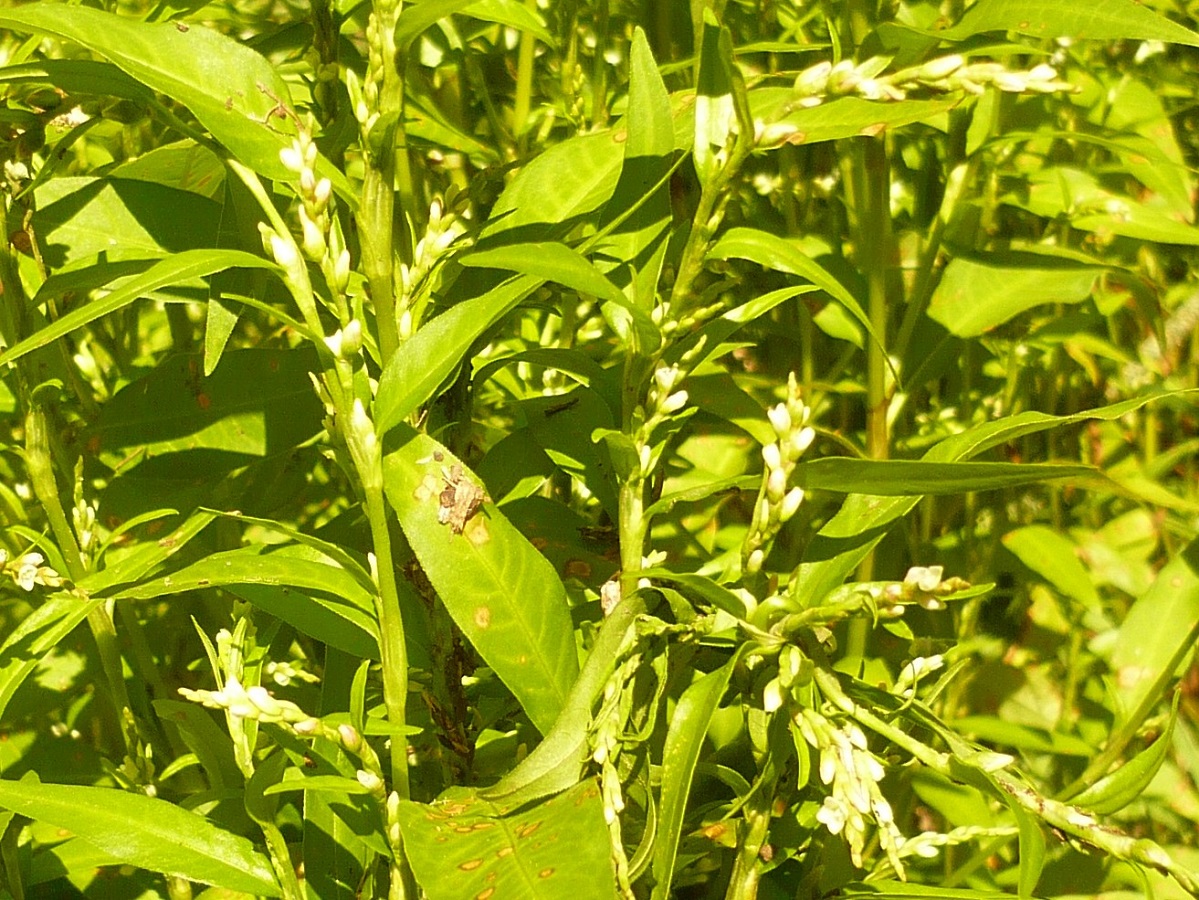 Persicaria hydropiper (Polygonaceae)